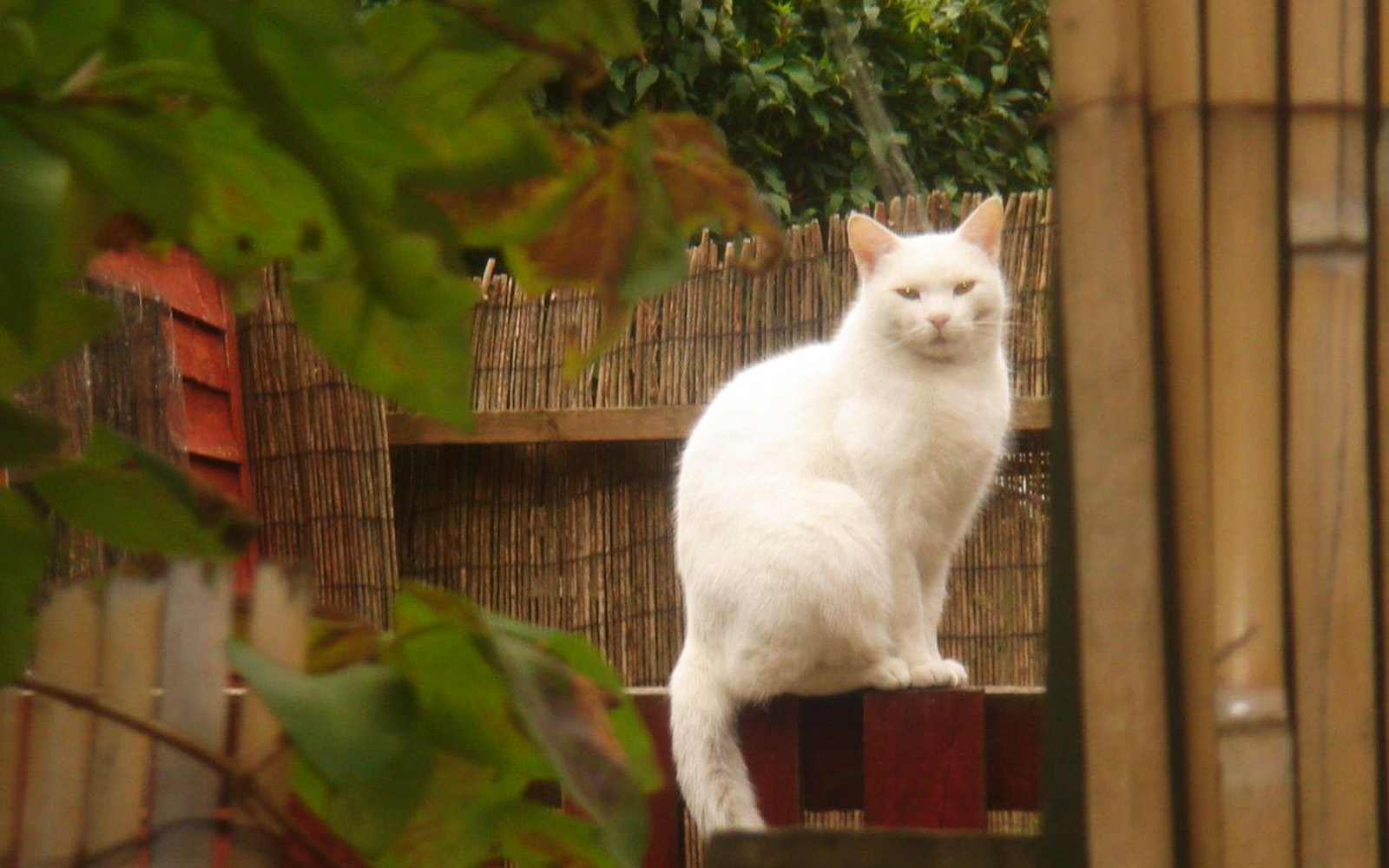 Cats Of London